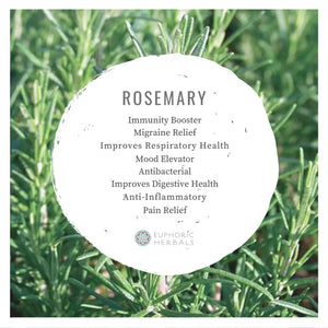 Rosemary - Herbs from Rosmarinus officinalis plants provides pine flavor for meats and breads. These dried contain