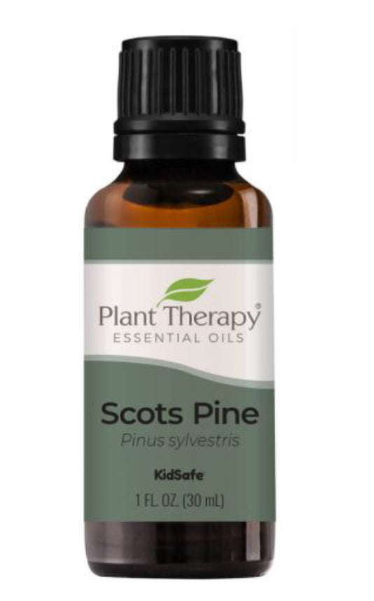 Scots Pine Essential Oil - Oils