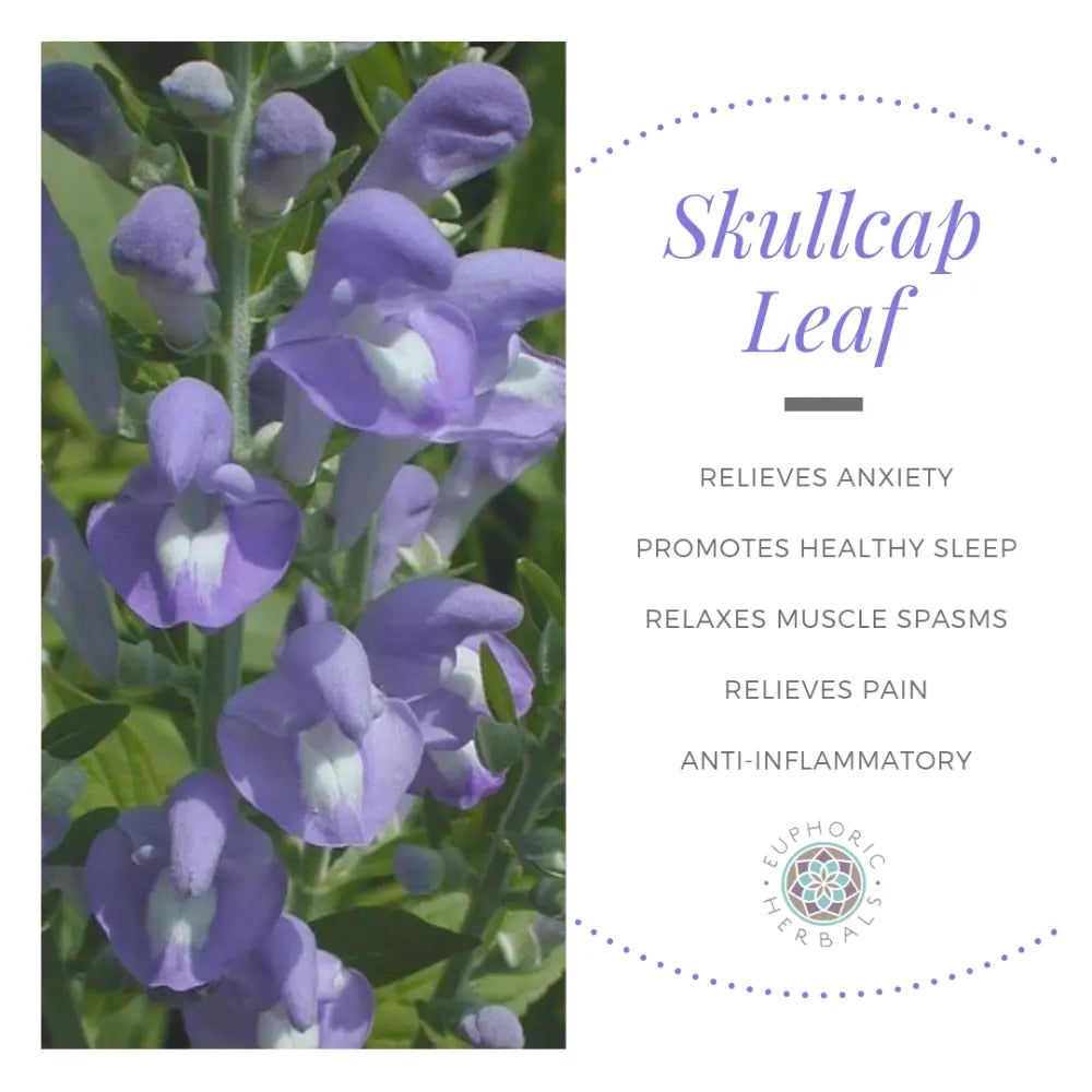 Skullcap Herb - Herbs Scutellaria lateriflora is a dried herb for relaxation and sleep. These green leaves contain