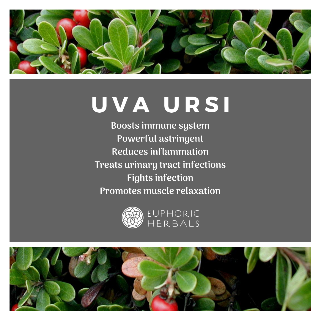 Uva Ursi Leaves - Herbs Discover the powerful benefits of soursop sea moss and herbs! Boost immunity enhance digestion