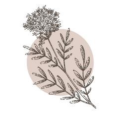 Valerian Root