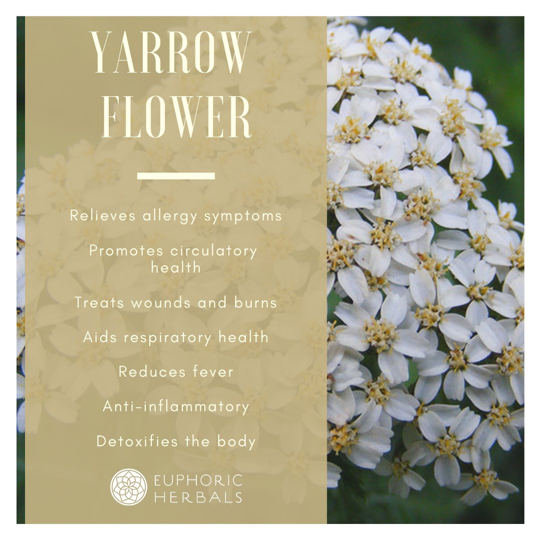 Yarrow Flower - Herbs