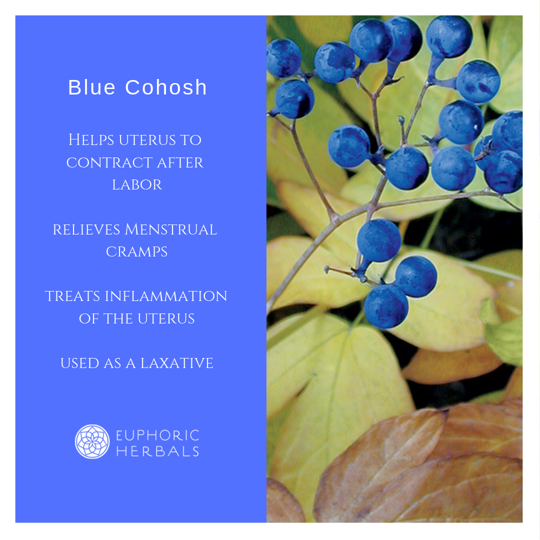 Blue Cohosh Root