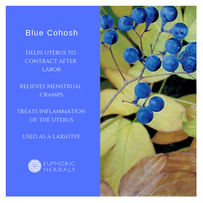 Blue Cohosh Root