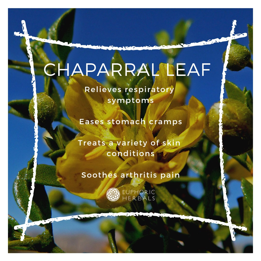 Chaparral Leaf