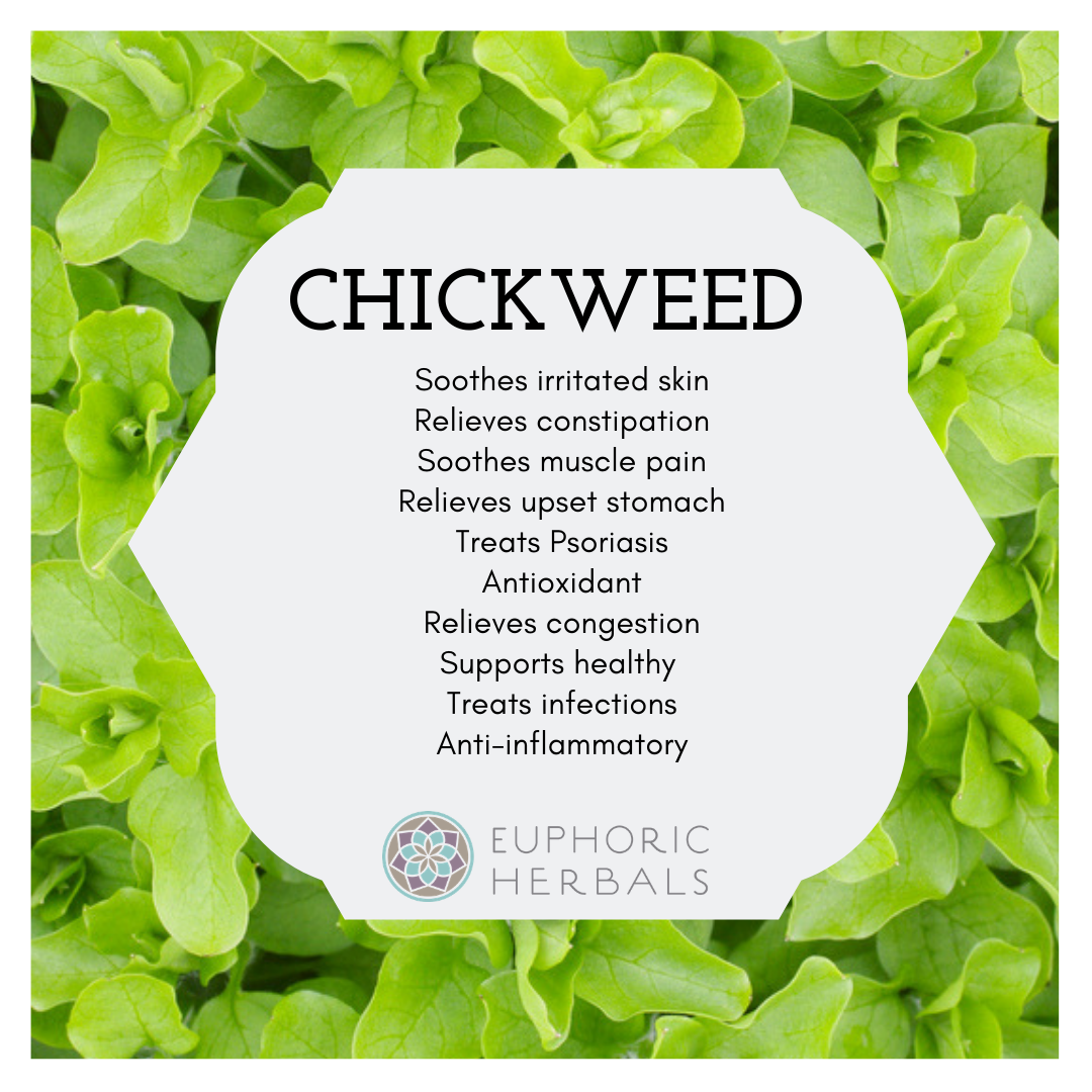 Chickweed