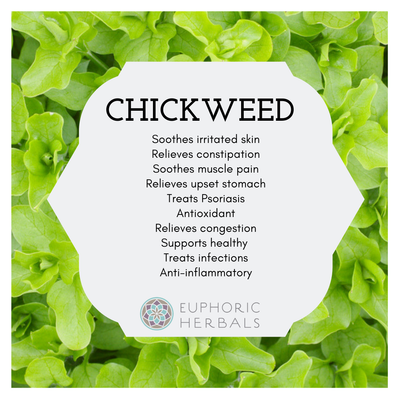 Chickweed