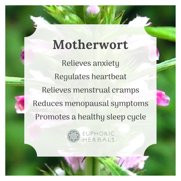 Motherwort Herb